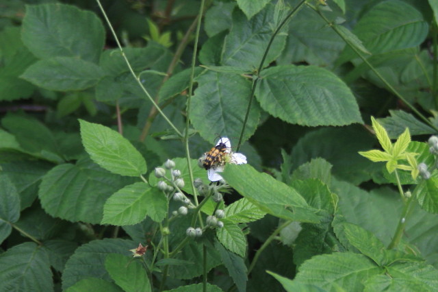 Rutpela maculata?